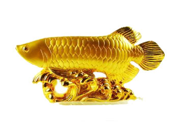 Keep in the North Arrowana or Gold fish.