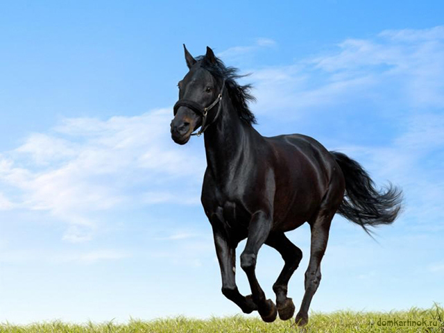 horse- feng shui tips for succes in Career, Life Mission and Individuality
